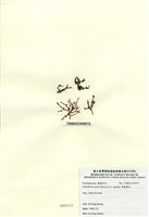 藏品(厚龍鬚菜)的圖片